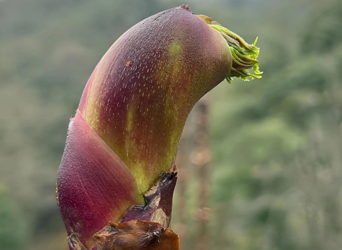 云南红刺龙芽